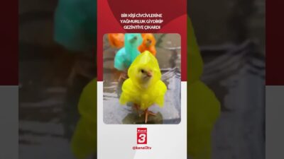 Bir kişi civcivlerine yağmurluk giydirip gezintiye çıkardı! 📶https://kanal3.com.tr/ Sosyal Medya