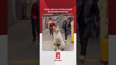 Kanal 3Sal, Şubat 24, 2026 10:01amURL:Embed:Sizce bu kedi nereye bakıyor?