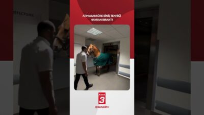 Bir atın asansöre biniş tekniği izleyenleri hayran bıraktı! 📶https://kanal3.com.tr/ Sosyal
