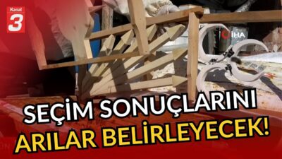 Seçim rekabeti ”Kovanlara” taşındı! | Seçim sonuçlarını arılar belirleyecek! 📶https://kanal3.com.tr/