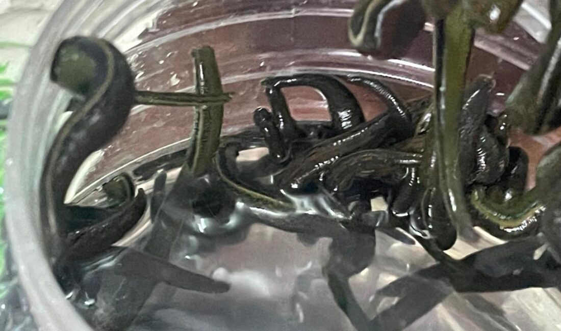 Modern tıbbın ve kozmetik dünyasının yeni gözdesi, yüzyıllardır şifa kaynağı