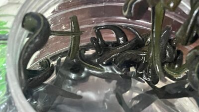 Modern tıbbın ve kozmetik dünyasının yeni gözdesi, yüzyıllardır şifa kaynağı