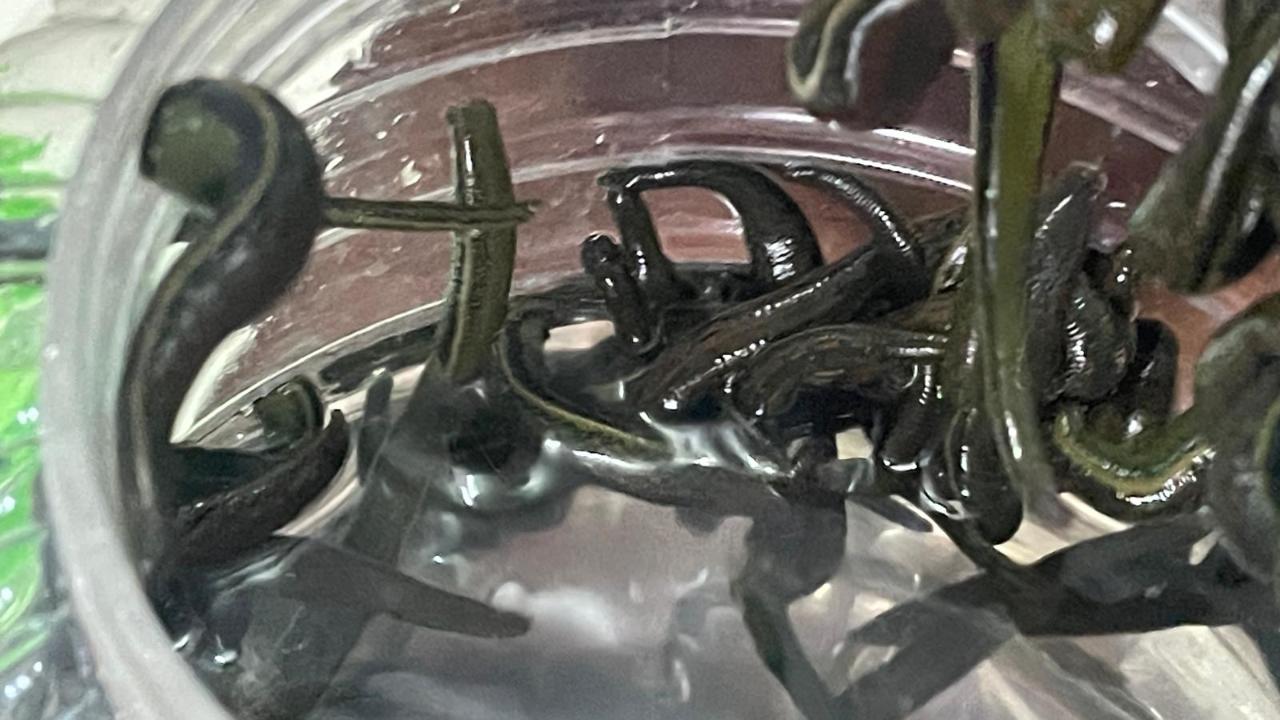 Modern tıbbın ve kozmetik dünyasının yeni gözdesi, yüzyıllardır şifa kaynağı