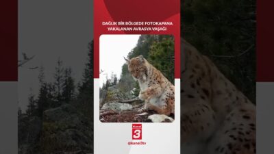 Dağlık bir bölgede fotokapana yakalanan Avrasya Vaşağı 📶https://kanal3.com.tr/ Sosyal Medya