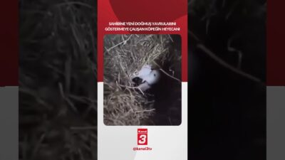 Sahibine yeni doğmuş yavrularını göstermeye çalışan köpeğin heyecanı! 📶https://kanal3.com.tr/ Sosyal