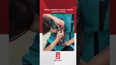Tırnakları kesilen tavşanın ayakları korkudan titredi 📶https://kanal3.com.tr/ Sosyal Medya Hesaplarımızı