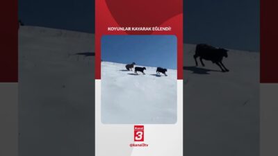 Kar yağdı, koyunlar kaydı 📶https://kanal3.com.tr/ Sosyal Medya Hesaplarımızı Takip Ederek