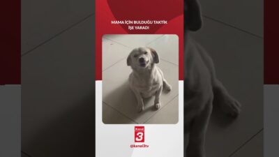 Bu köpek her gün bu işletmenin kapısına geliyor, önce gülüyor