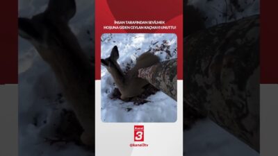 İnsan tarafından sevilmek hoşuna giden ceylan kaçmayı unuttu! 📶https://kanal3.com.tr/ Sosyal