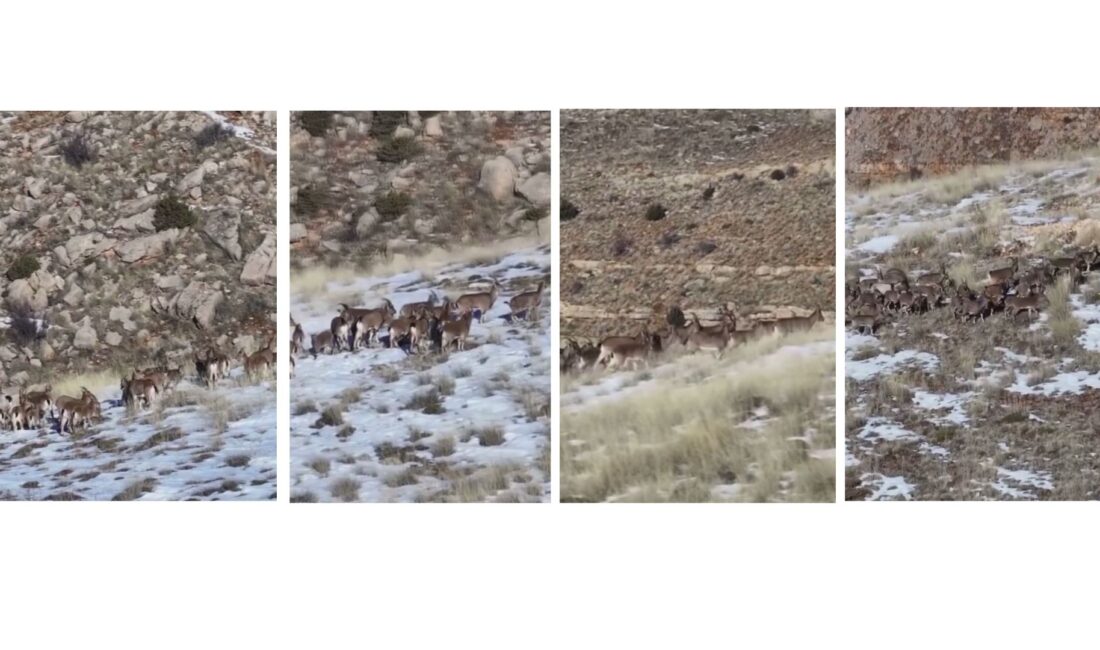 Doğa Koruma ve Milli Parklar Genel Müdürlüğü, yaban hayatının simge