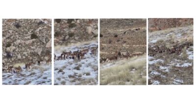 Doğa Koruma ve Milli Parklar Genel Müdürlüğü, yaban hayatının simge