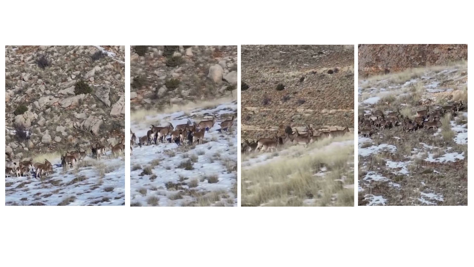 Doğa Koruma ve Milli Parklar Genel Müdürlüğü, yaban hayatının simge