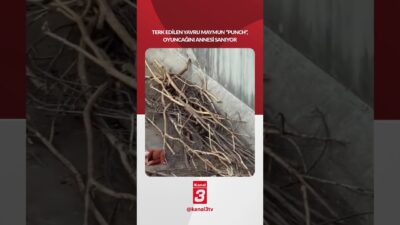 Japonya’da doğduktan kısa süre sonra annesi tarafından terk edilen “Punch”