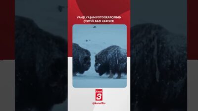 Doğanın en saf ve çarpıcı anları | Vahşi yaşam fotoğrafçısı