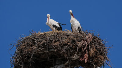 Bursa'nın Karacabey ilçesinde, Uluabat Gölü'nün kıyısındaki kırsal Eskikaraağaç Mahallesi'nin simgesi