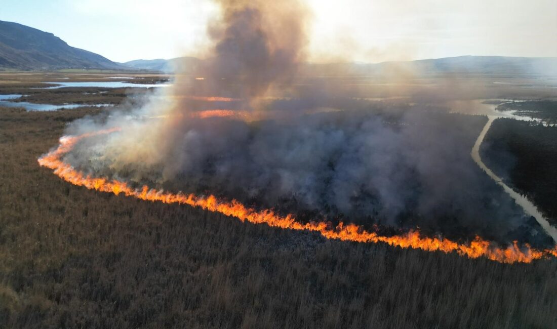 Afyonkarahisar'da Karamık Gölü'nde suların çekildiği bölgelerdeki adacıklar da çıkan kamış