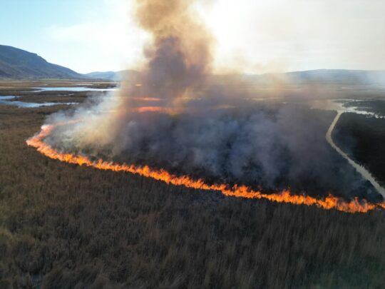 Afyonkarahisar'da Karamık Gölü'nde suların çekildiği bölgelerdeki adacıklar da çıkan kamış