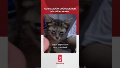 Yanında soğan doğrandığı için gözleri dolan kedi.. 📶https://kanal3.com.tr/ Sosyal Medya