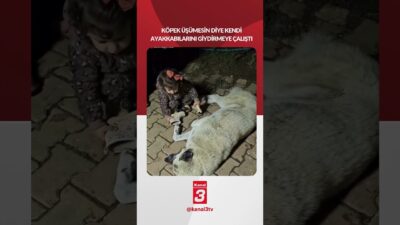 Köpek üşümesin diye kendi ayakkabılarını giydirmeye çalıştı 📶https://kanal3.com.tr/ Sosyal Medya