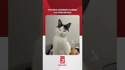 Sahibi fotoğraf çekerken poz veren kedi, sosyal medyada ilgi odağı