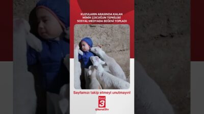 Kuzuların arasında kalan minik çocuğun tepkileri sosyal medyada beğeni topladı