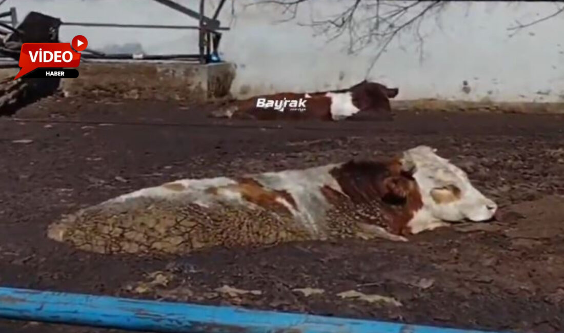 Bayrak Medyanın haberine ve iddialara göre, Afyonkarahisar’da bir besici, danaların