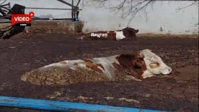 Bayrak Medyanın haberine ve iddialara göre, Afyonkarahisar’da bir besici, danaların