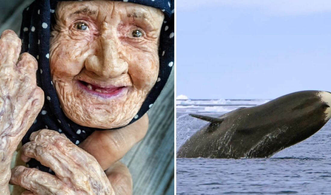 Bilim dünyası, dünyanın en uzun yaşayan memelilerinden olan balinaların genetik