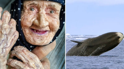 Bilim dünyası, dünyanın en uzun yaşayan memelilerinden olan balinaların genetik