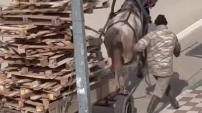 Bursa’nın Karacabey ilçesinde bir kişinin at arabasına üst üste palet
