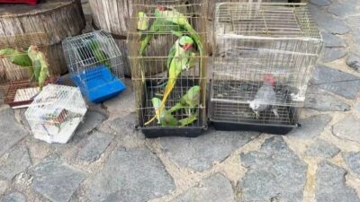 Doğa Koruma ve Milli Parklar Genel Müdürlüğü (DKMP) ekipleri, İstanbul