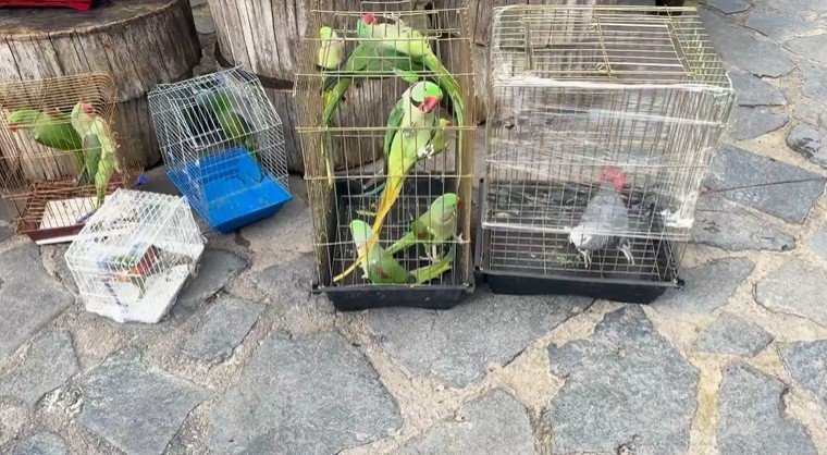 Doğa Koruma ve Milli Parklar Genel Müdürlüğü (DKMP) ekipleri, İstanbul