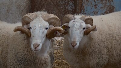 Türkiye’nin en değerli küçükbaş hayvanlarının yetiştirildiği Bandırma Koyunculuk Araştırma Enstitüsü,