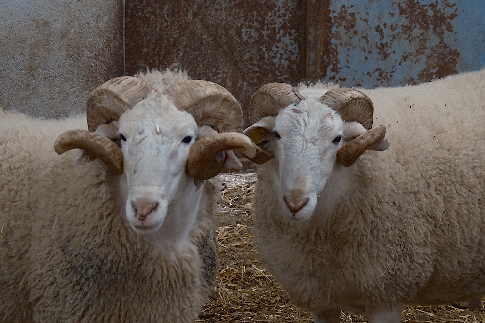 Türkiye’nin en değerli küçükbaş hayvanlarının yetiştirildiği Bandırma Koyunculuk Araştırma Enstitüsü,