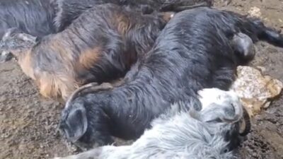 Mersin’in Tarsus ilçesinde sabah saatlerinde etkili olan sağanak yağış sırasında