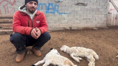 Erzincan’ın Kemah ilçesi başta olmak üzere bölge genelindeki besiciler, yeni