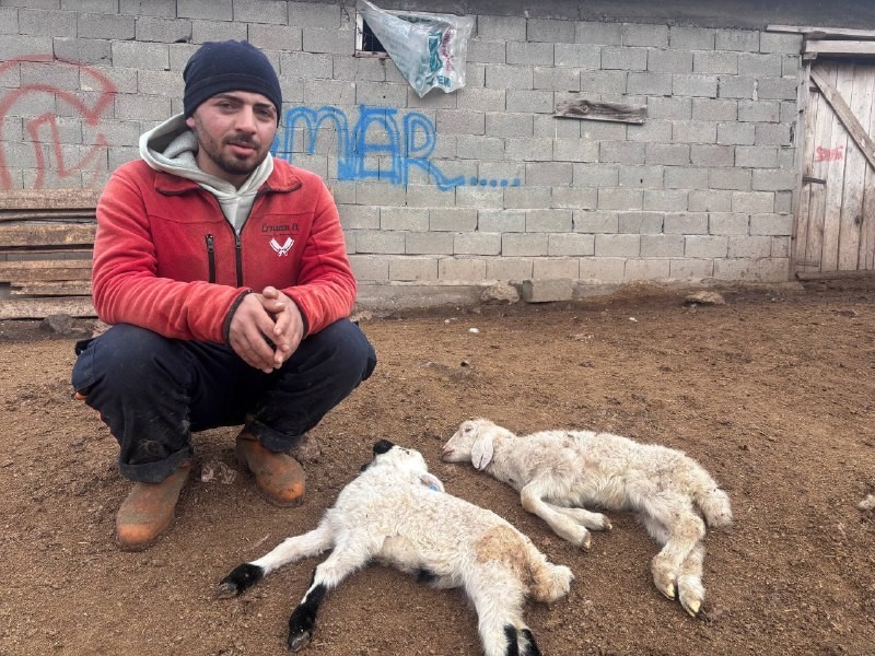 Erzincan’ın Kemah ilçesi başta olmak üzere bölge genelindeki besiciler, yeni