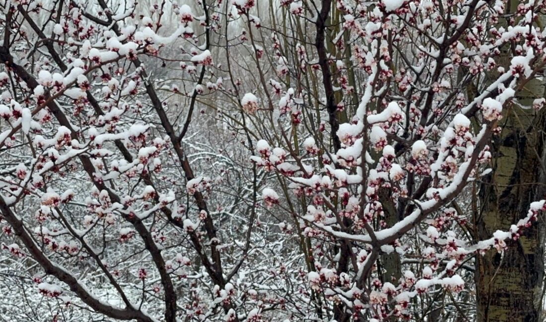 İç Batı Anadolu’da geçtiğimiz hafta etkili olan pastırma sıcaklarının ardından