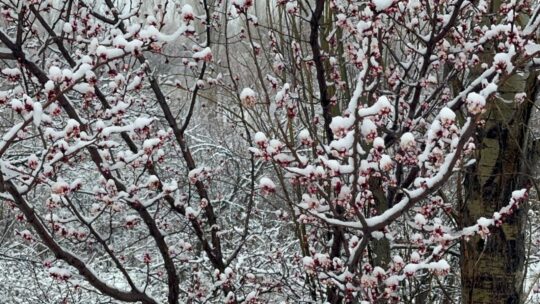 İç Batı Anadolu’da geçtiğimiz hafta etkili olan pastırma sıcaklarının ardından