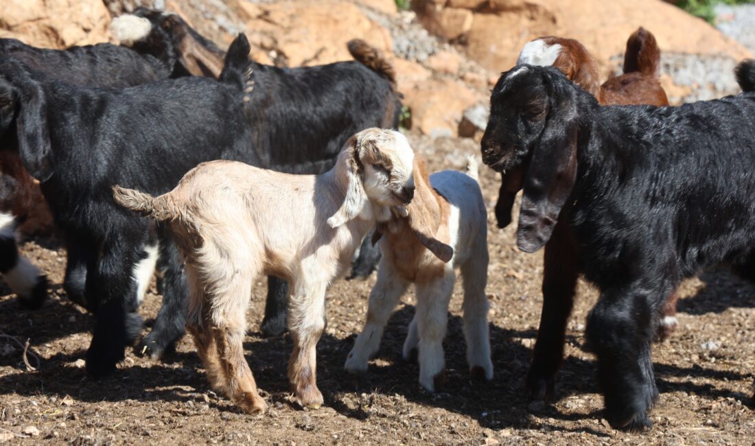 Hatay’ın Yayladağı ilçesinde otlatmadan dönen küçükbaş hayvanların, bir maden ocağı