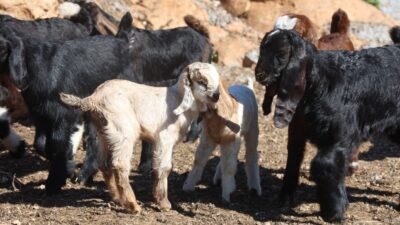 Hatay’ın Yayladağı ilçesinde otlatmadan dönen küçükbaş hayvanların, bir maden ocağı