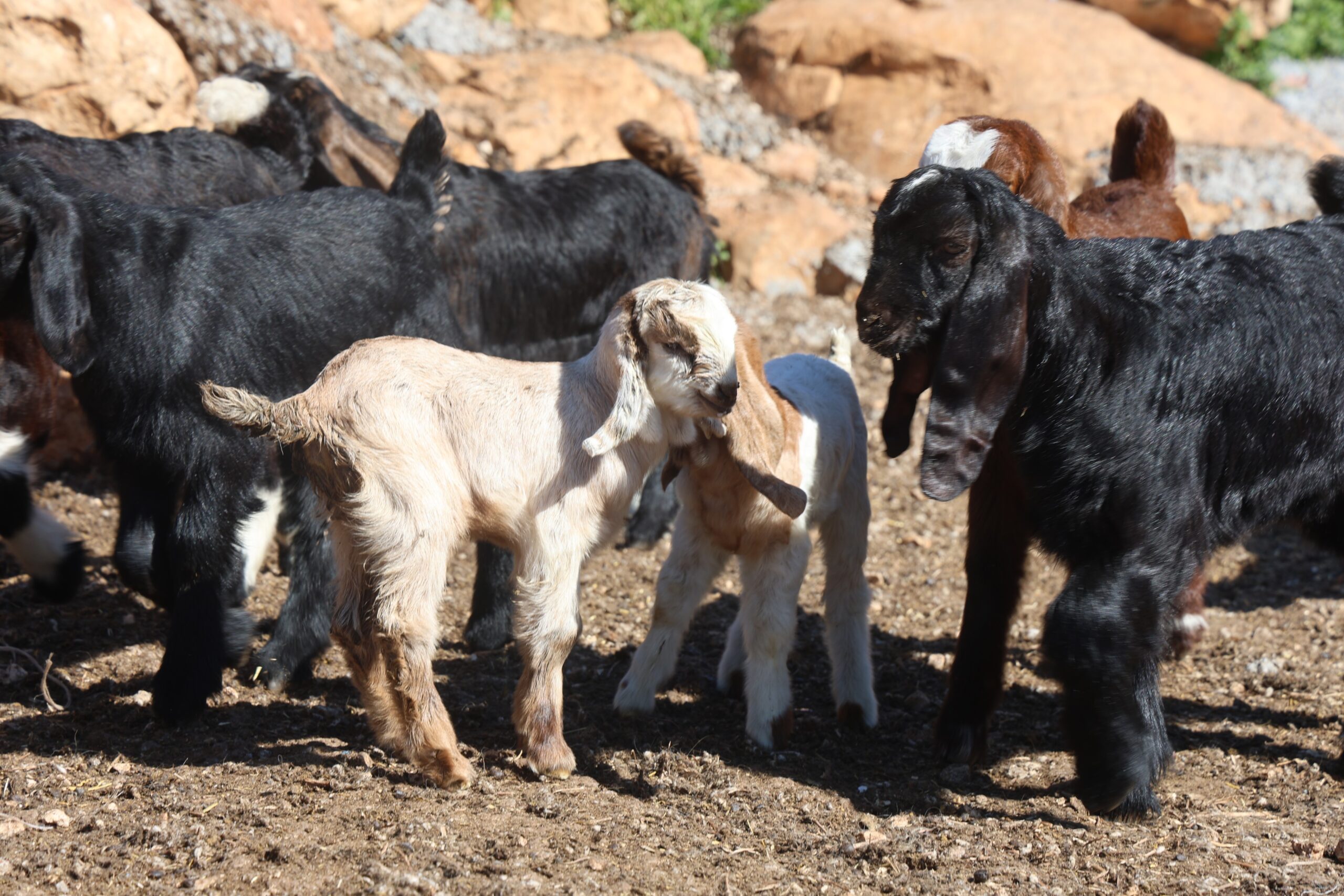 Hatay’ın Yayladağı ilçesinde otlatmadan dönen küçükbaş hayvanların, bir maden ocağı