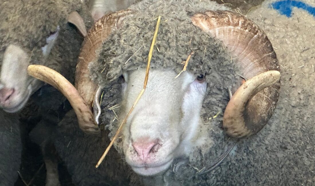 Balıkesir’in Bandırma ilçesinde düzenlenen geleneksel açık artırmada rekor fiyata alıcı