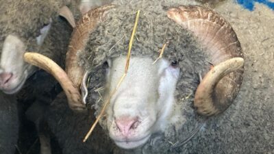 Balıkesir’in Bandırma ilçesinde düzenlenen geleneksel açık artırmada rekor fiyata alıcı