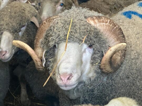 Balıkesir’in Bandırma ilçesinde düzenlenen geleneksel açık artırmada rekor fiyata alıcı