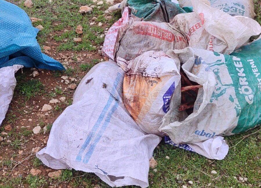 Şanlıurfa’nın Eyyübiye ilçesinde boş arazide bulunan çuvallar dolusu at başı