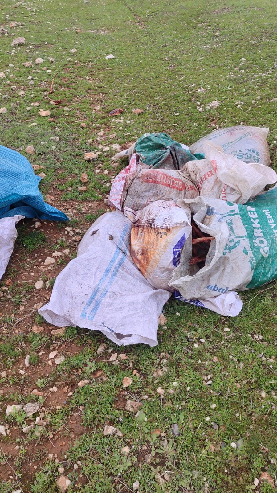 Şanlıurfa’nın Eyyübiye ilçesinde boş arazide bulunan çuvallar dolusu at başı