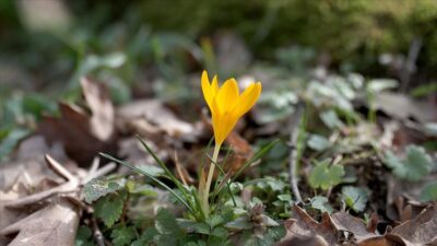 Kırklareli'nde hava sıcaklıklarının mevsim normallerinin üzerine çıkmasıyla Istranca Dağları eteklerindeki