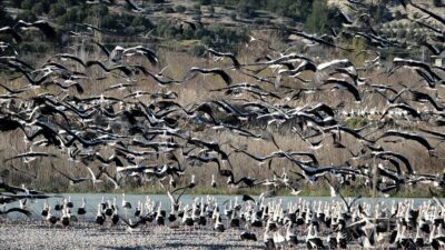 Göçmen kuşların Doğu Akdeniz'deki mola noktalarından Mersin'deki sulak alanlar, havaların