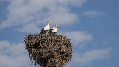 Tunceli'nin Mazgirt ilçesinde her bahar yolu gözlenen leylekler, köylerdeki elektrik
